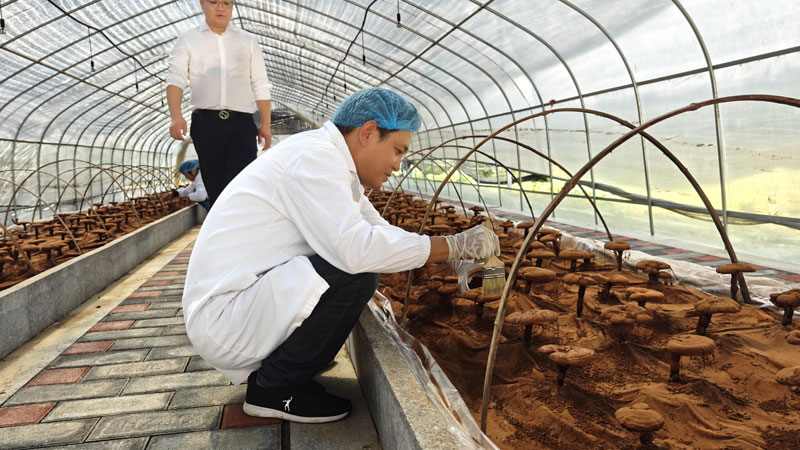 靈芝粉采集樣品檢測
