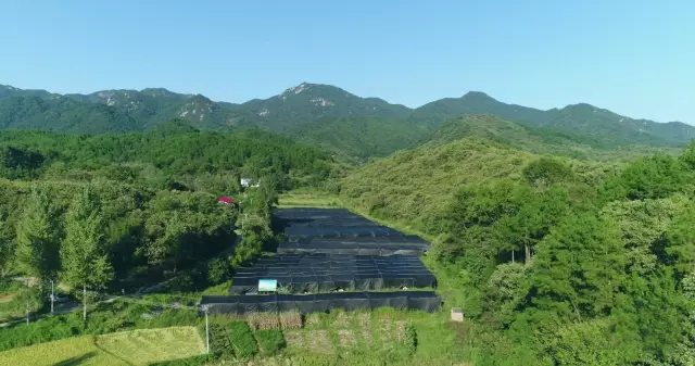 金寨靈芝種植大棚