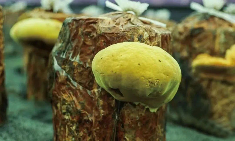 金寨林芝菌種