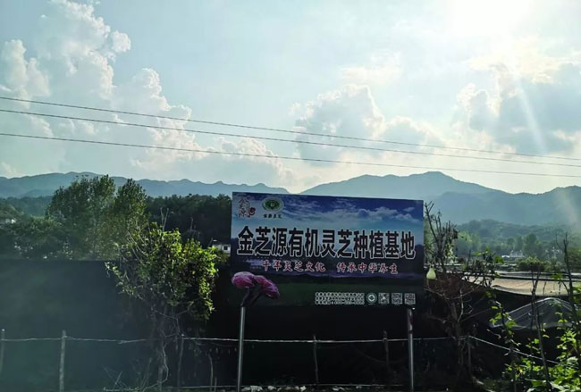 金寨靈芝基地
