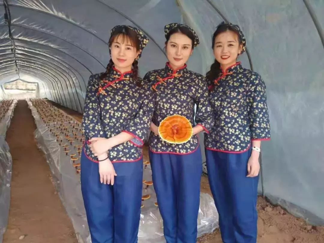 金寨靈芝