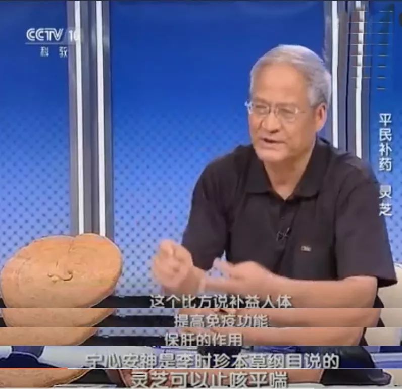 金寨靈芝