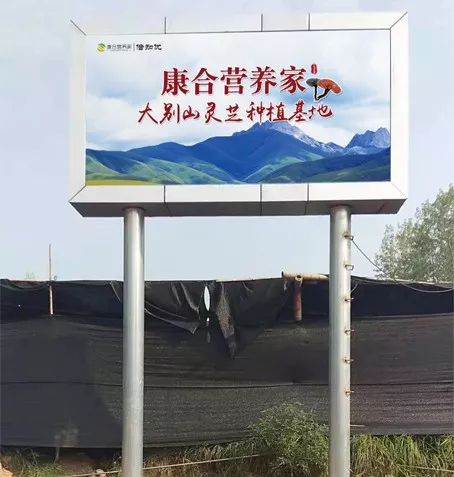 金寨靈芝