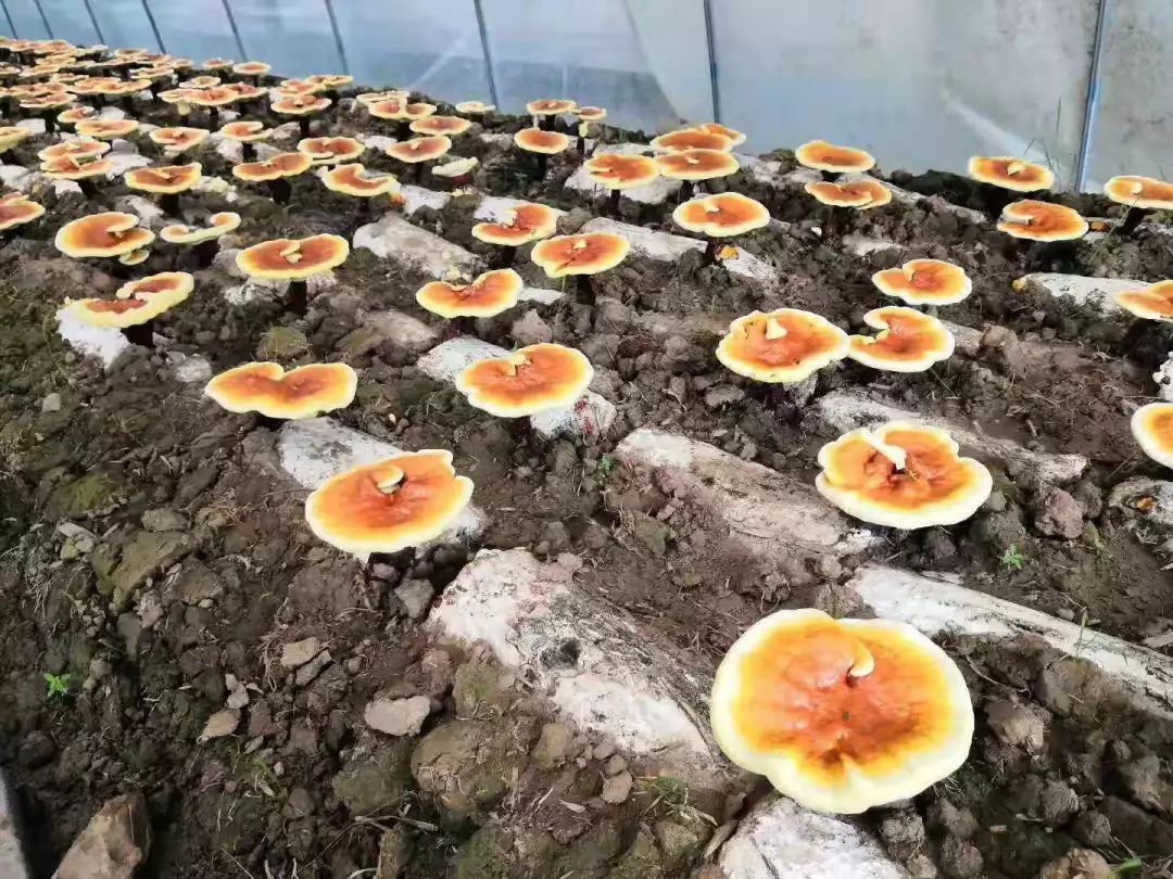 金寨靈芝