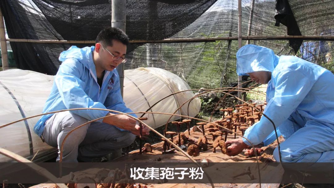 金寨靈芝