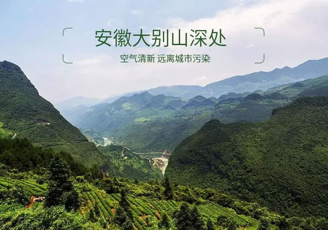 大別山靈芝