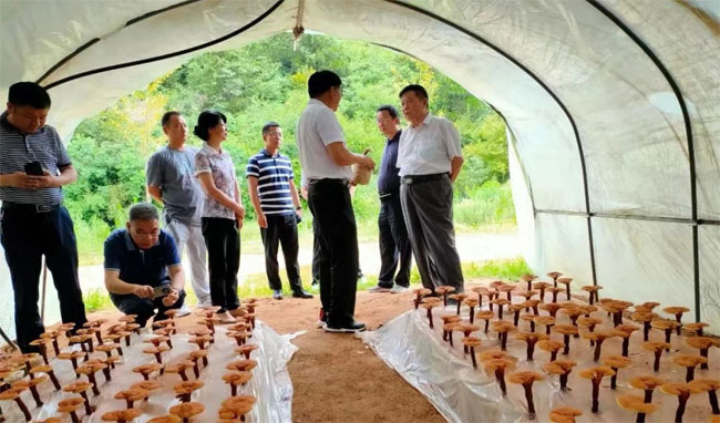 中國靈芝之都
