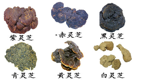靈芝孢子粉