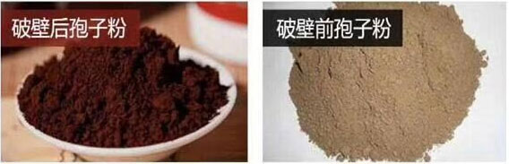 靈芝孢子粉