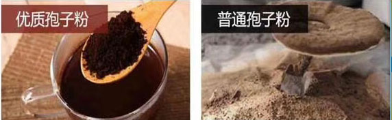靈芝孢子粉