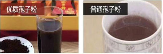 靈芝孢子粉