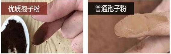 靈芝孢子粉