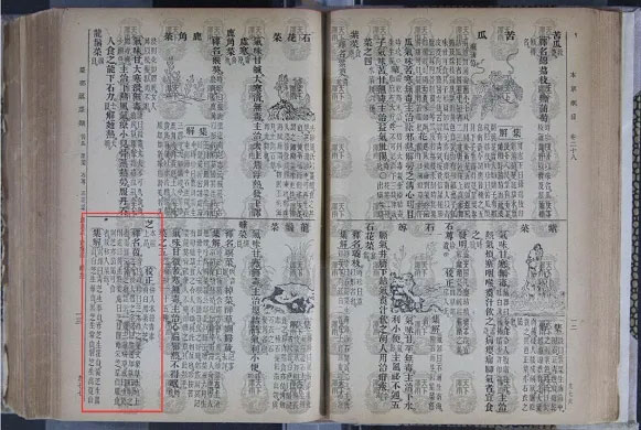 金寨靈芝
