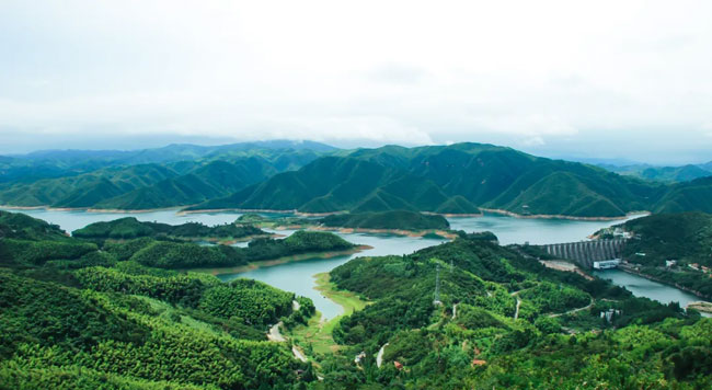 金寨靈芝