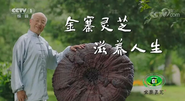 金寨靈芝