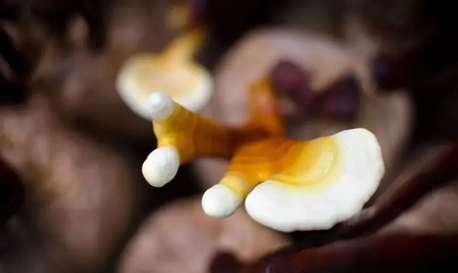 金寨靈芝