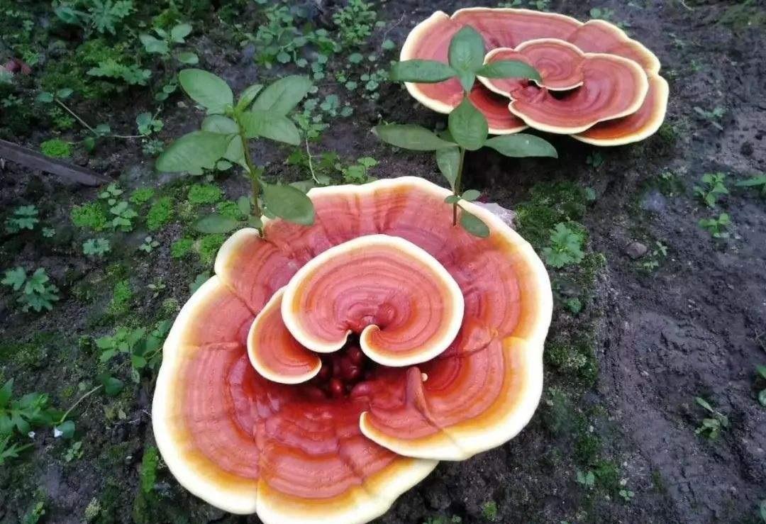 靈芝