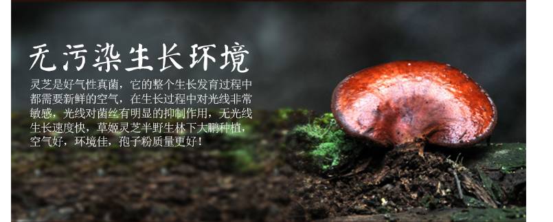 靈芝孢子粉