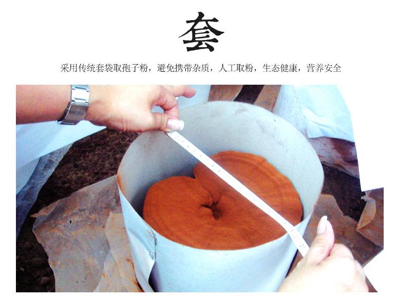 靈芝孢子粉