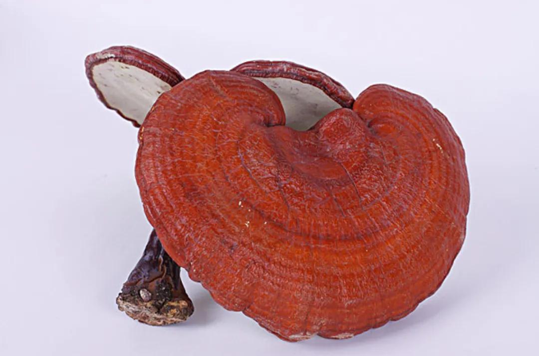 靈芝孢子粉