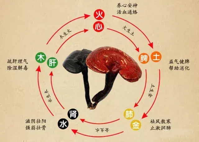 靈芝孢子粉