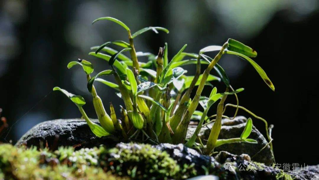金寨靈芝