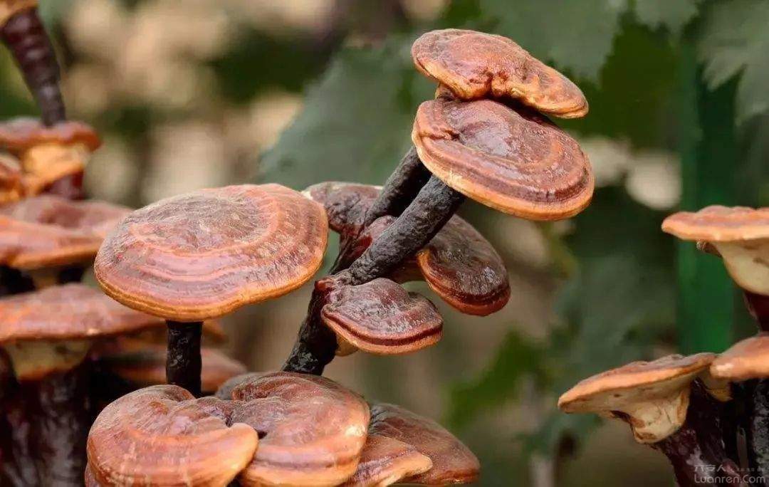 金寨靈芝