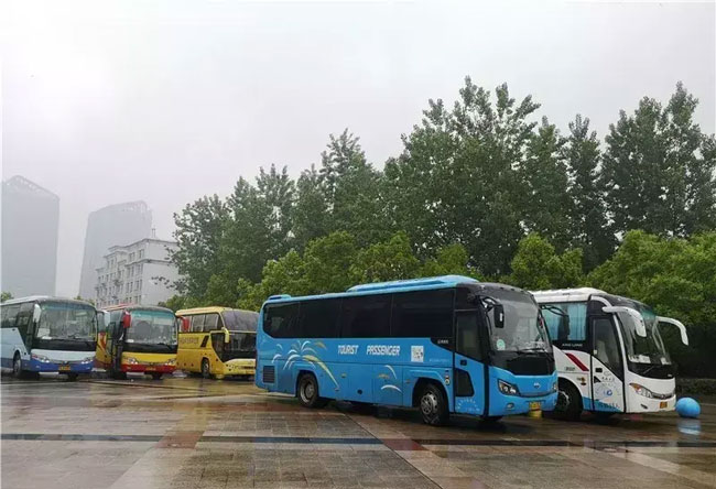 金寨靈芝