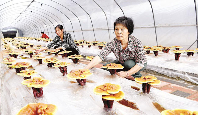 金寨靈芝