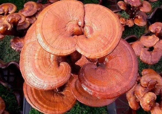 靈芝孢子粉