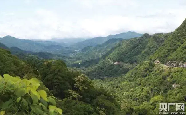 大別山靈芝