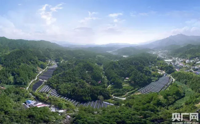 大別山靈芝