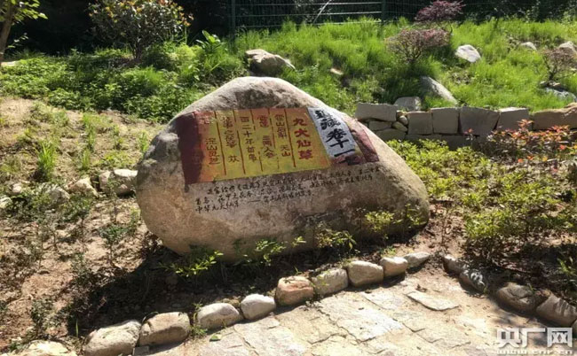大別山靈芝