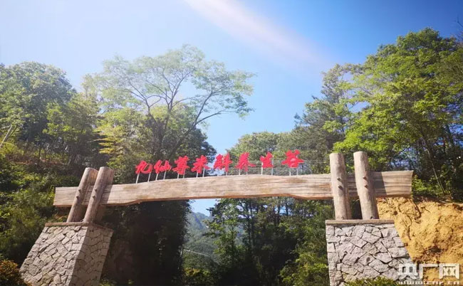 大別山靈芝