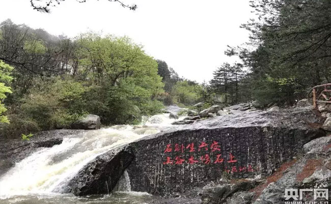 大別山靈芝