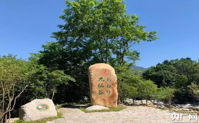 大別山靈芝
