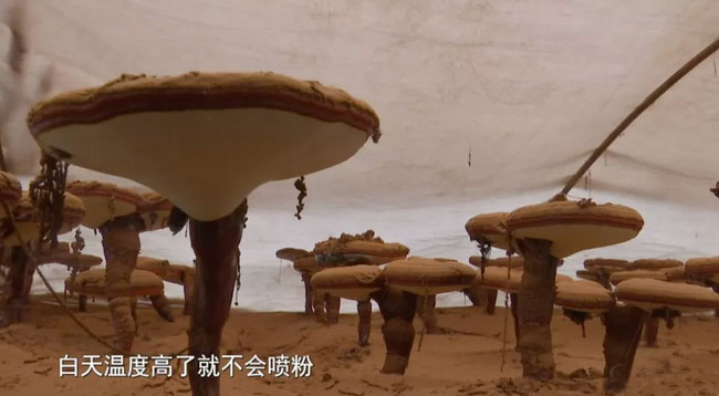 中國靈芝之都