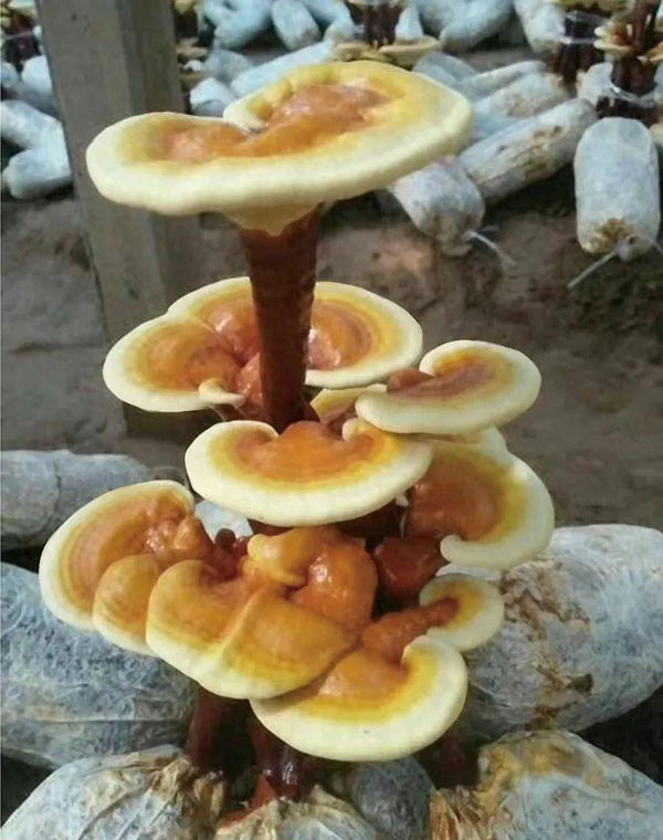靈芝