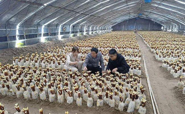 靈芝
