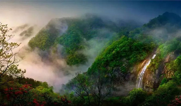 金寨靈芝