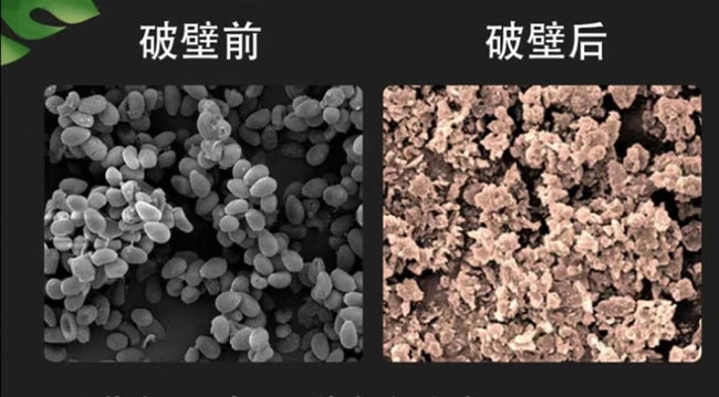 破壁靈芝孢子粉